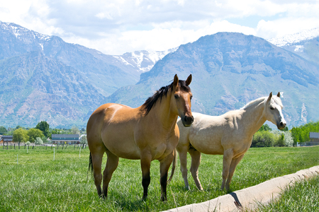 Two Utah horses in the natureの写真素材