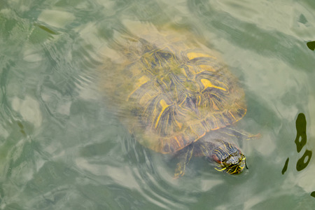 A turtle in water, view from aboveの写真素材