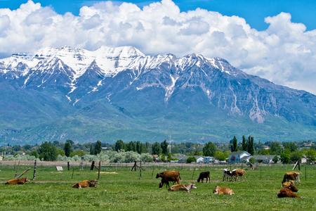 Ranch in Utah with cows and mountainsの写真素材
