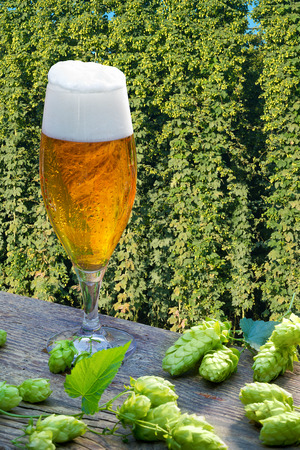 Beer glass with hop cones in the hop fieldの写真素材