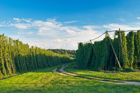 Hop field before the harvestの写真素材