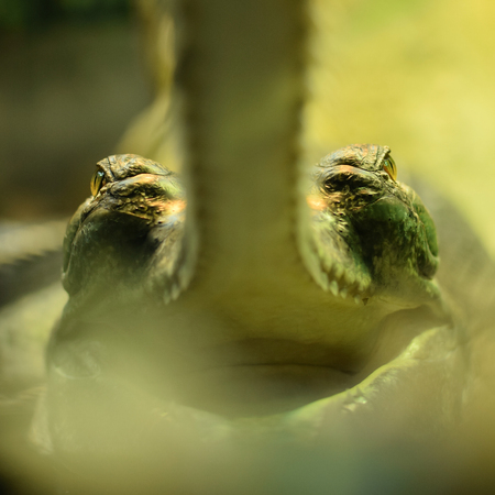 Detail of head of gharial in zooの写真素材