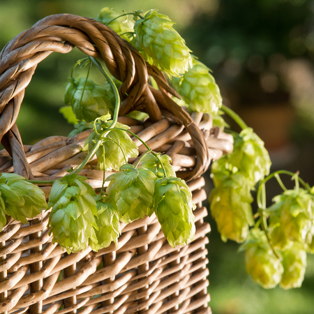 still life with hop cones in the wicker basketの写真素材
