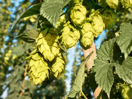 Hop  Cones before Harvest in the Hop Field.