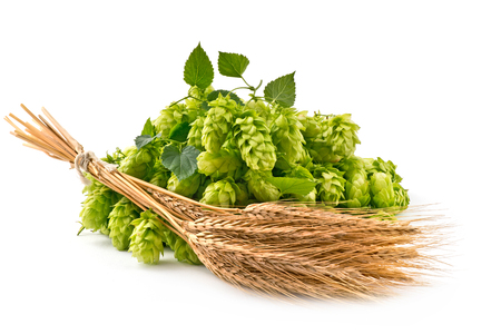 Hop Cones and Barley Isolated on the White Background.の写真素材