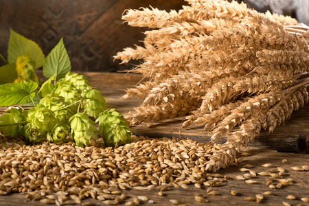 Hop Cones with Barley and Wheat on the Table.の写真素材
