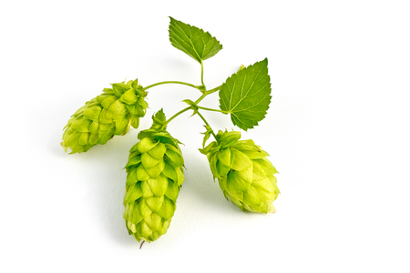 Hop Cones Isolated on the White Background.の写真素材