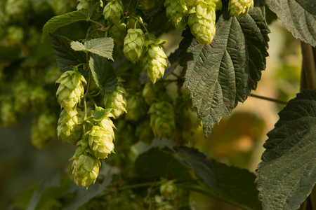 detail of hop cones in the hop fild