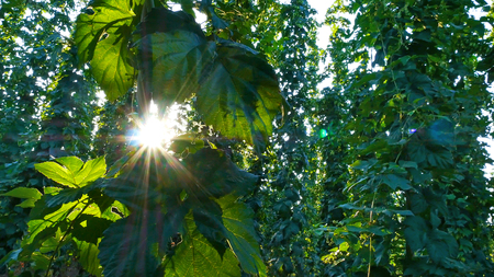 Detail of Hop Field During Vegetation in the Sunny Dayの写真素材