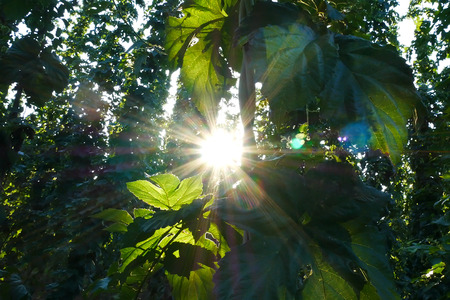 Detail of Hop Field During Vegetation in the Sunny Dayの写真素材