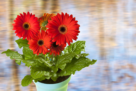 Red Berbera in the Planter on the Unfocused Backgroundの写真素材