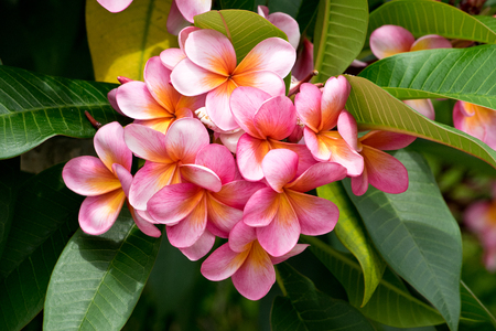 Detail of pink frangipeni in the spring. In Australia.の写真素材