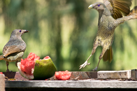 Two female satin bowerbirds by a feederの写真素材