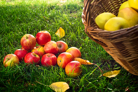 Red Apples in the Grass in the Gardenの写真素材