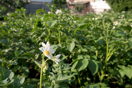 Detail of potato bed in the family gardenの写真素材