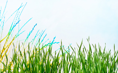 Detail of the meadow in the springtimeの写真素材