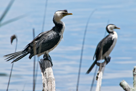 A pair of cormorants in the wilderness in Australia.の写真素材