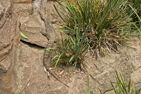 A lizard in the wilderness in Australia.の写真素材