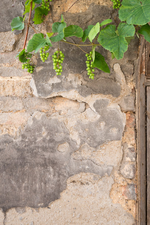Young grapevine on the wall in the springtimeの写真素材
