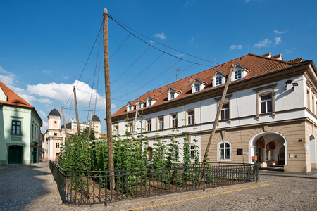 The smallest hop field in the world in Zatec town. Czech Republic.の写真素材