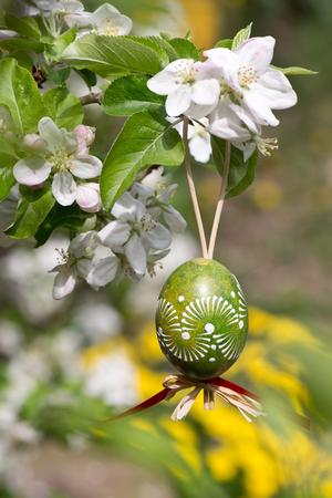 Easter egss hanging on the twig of apple tree in the gardenの写真素材
