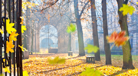 Autumn colonade with a gateway and yellow bladesの写真素材
