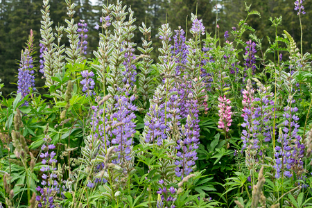 Blossoms of large-leaved lupine. Bohemian Forest. Czech Republic.の写真素材