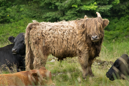 Highland cattle in the natu. Bohemian Forest. Czech Republic.の写真素材