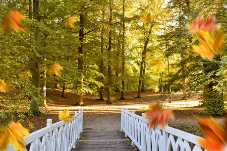 White small bridge in the park in the autumnの写真素材