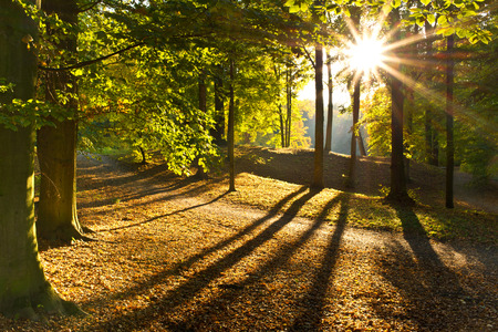 Landscape in the forest in the sunny day.の写真素材