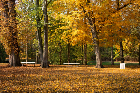 Maple strees in the park in the autumnの写真素材