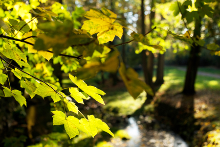 Detail of maple leaves in the autumnの写真素材