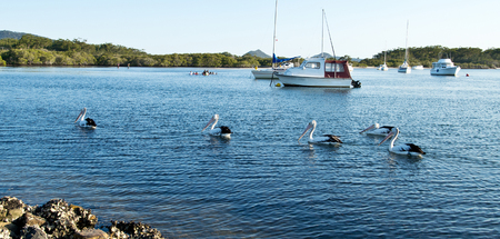 Pelicans and boats on Myall Lake in Australia.の写真素材