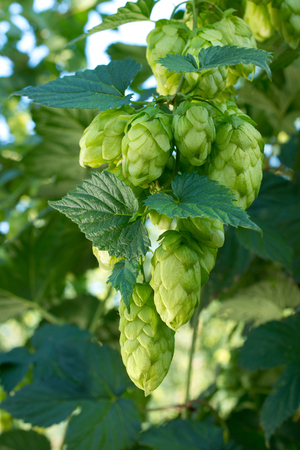 Detail of hop cones in the hop field before harvestの写真素材