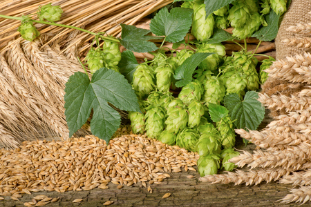 Hops and raw material for beer production.の写真素材