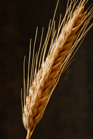 Detail Of Wheat On The Dark Backgroundの写真素材