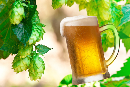 detail of hop cones in the hop fild, place for textの写真素材