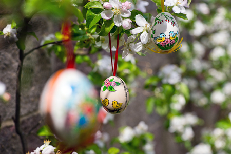 Easter egss hanging on the twig of apple tree in the gardenの写真素材