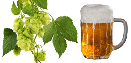Glass of beer and hop cones isolatedの写真素材