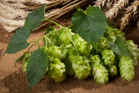 Hop cones with barley. Raw material for beer production.