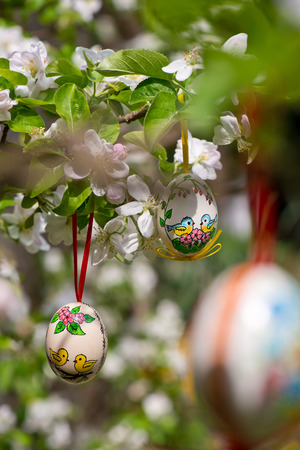 Easter egss hanging on the twig of apple tree in the gardenの写真素材