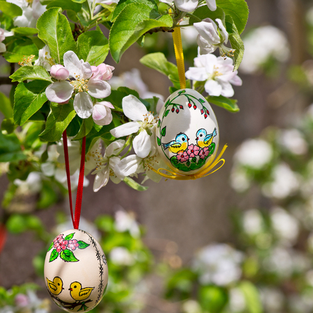 Painted Easter egss hanging on the apple tree in the springtimeの写真素材