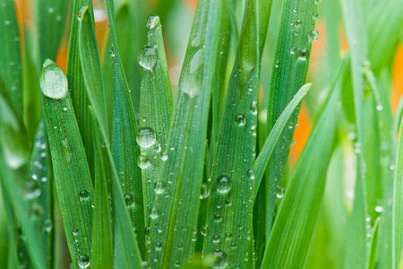 Drops of water on the grass in the springtimeの写真素材
