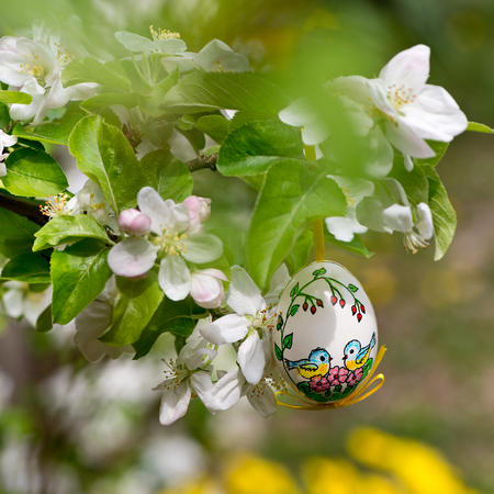 Painted Easter egss hanging on the apple tree in the springtimeの写真素材