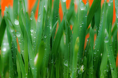 Drops of water in the grass in the springtimeの写真素材