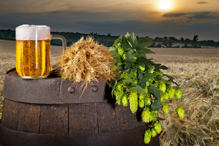 Glass of beer with hop cones in the baley field.の写真素材