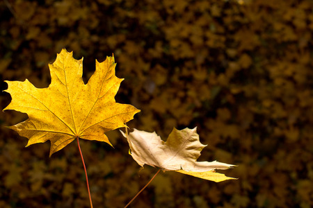Detail of leaves in the autumn season.の写真素材