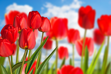 Red tulips in the flower bed with blue skyの写真素材