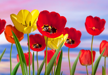 Red and yellow tulips in the gardenの写真素材