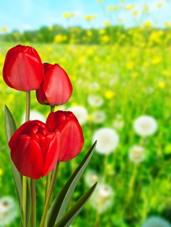 Red tulips in the meadow in the springtimeの写真素材